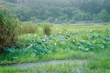 10 Thailand 2002 F1010001 Khao Lak Ausflug Insel Phuket_478